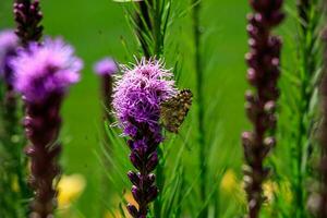 free butterflies among the flowers in the city garden on a warm sunny summer day, photo