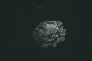 delicate pumpkin flower in natural habitat among green leaves in the summer garden photo