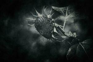 summer ripe sunflower growing in a home garden among green leaves photo