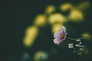 little summer flowers growing in the garden among green foliage background on a warm day photo