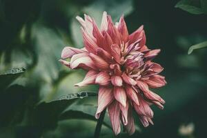 delicate summer pink dahlia flower in the garden among green leaves photo