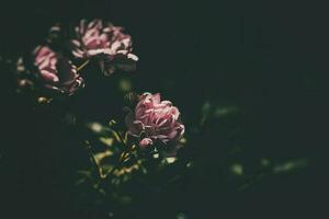 delicate summer rose, blooming in the warm sun in the garden photo