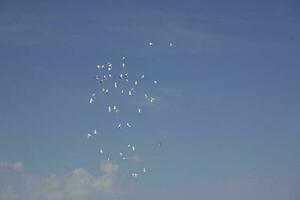 un rebaño de blanco volador palomas volador en contra verano azul cielo con blanco nubes foto