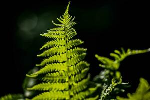 young delicate leaf of light green ferns on a dark background illuminated by the spring sun photo