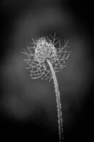 delicado salvaje blanco prado flor iluminado por calentar noche verano Dom en un calma antecedentes foto