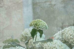 white large hydrangea in a summer garden among green leaves photo