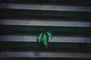 green ivy leaf on dark metal striped background photo