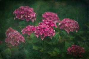 delicate summer hydrangea flowers on a green background in the garden photo