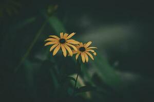 delicate interesting yellow flowers on a green background among the leaves in the garden photo