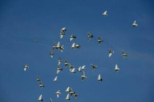 un rebaño de blanco volador palomas volador en contra verano azul cielo con blanco nubes foto