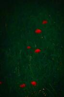 rojo delicado verano amapola en verde prado antecedentes foto