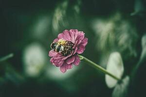 big bumblebee sitting on the summer purple flower in the garden against the backdrop of green leaves photo