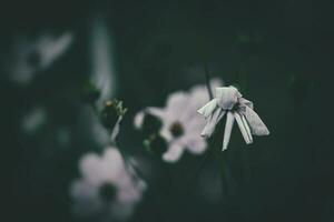 little summer flowers growing in the garden among green foliage background on a warm day photo