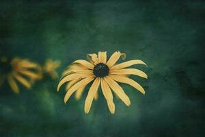 delicate interesting yellow flowers on a green background among the leaves in the garden photo