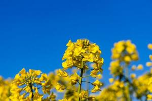 calm minimalistic yellow spring rape field against a blue cloudless idyllic sky photo