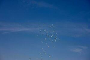 a flock of white flying pigeons flying against summer blue sky with white clouds photo