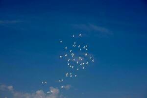 un rebaño de blanco volador palomas volador en contra verano azul cielo con blanco nubes foto