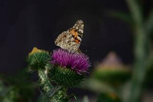 summer butterfly sitting on a blooming purple thistle flower in the late afternoon sun photo