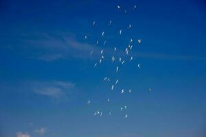 a flock of white flying pigeons flying against summer blue sky with white clouds photo