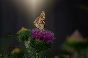 verano mariposa sentado en un floreciente púrpura cardo flor en el tarde tarde Dom foto