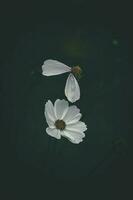 little summer flowers growing in the garden among green foliage background on a warm day photo