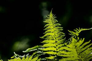 young delicate leaf of light green ferns on a dark background illuminated by the spring sun photo