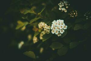 spring bush with white small flowers on a background of dark green leaves photo