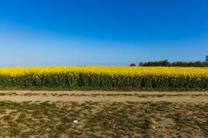 paisaje con un campo de amarillo violación con un azul despejado cielo y ecológico viento granjas foto