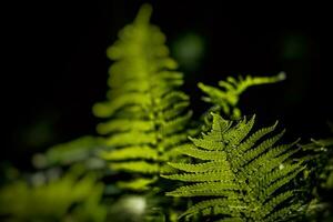 joven delicado hoja de ligero verde helechos en un oscuro antecedentes iluminado por el primavera Dom foto