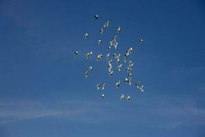 a flock of white flying pigeons flying against summer blue sky with white clouds photo