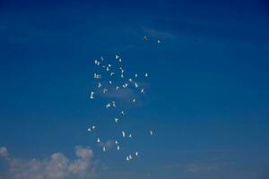 a flock of white flying pigeons flying against summer blue sky with white clouds photo