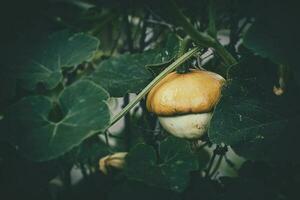 pequeño decorativo calabaza creciente en el otoño jardín entre el antecedentes de verde hojas foto