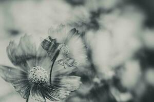 little summer flowers growing in the garden among green foliage background on a warm day photo