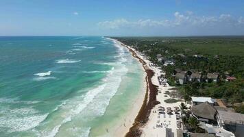 Sargassum Seaweed Known as Gulfweed Covers Beautiful Beaches Aerial View video