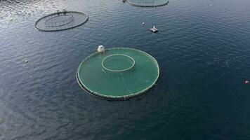 un acuicultura pescado granja bolígrafo usado a sostener pescado cepo para comida video