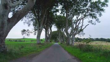 The Dark Hedges in Northern Ireland a Popular Tourist Attraction video