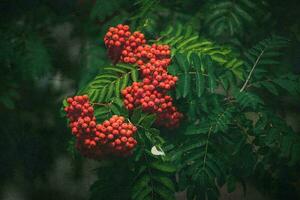 rojo serbal entre el verde hojas en el árbol en de cerca en un calentar agosto día foto