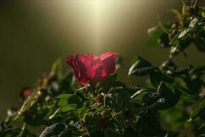 vistoso delicado salvaje Rosa iluminado por calentar verano noche Dom foto