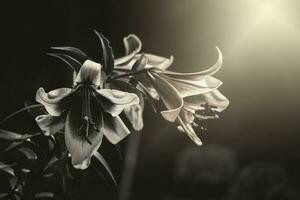 lily flower in the summer garden in the warm afternoon sun photo