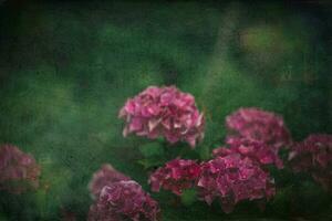 delicate summer hydrangea flowers on a green background in the garden photo