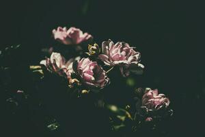 delicate summer rose, blooming in the warm sun in the garden photo