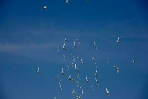 un rebaño de blanco volador palomas volador en contra verano azul cielo con blanco nubes foto