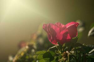 colorful delicate wild rose illuminated by warm summer evening sun photo