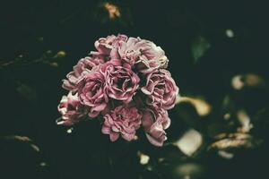 delicate summer rose, blooming in the warm sun in the garden photo