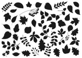 Leaf silhouettes, tree leaves and seeds icons vector