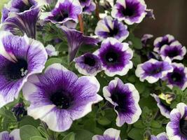 Hanging planters with different flowers in garden. Studio Photo