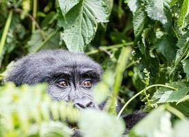 The gorilla is hiding under the tree and watching everything photo