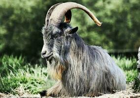 The goat is very old so its wool is very big and its horns are very big photo