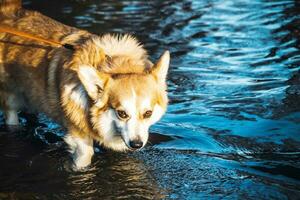 The dog looks very beautiful. This is a domesticated dog. It comes to drink water photo