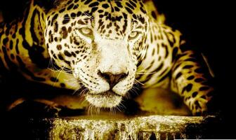 el leopardo viene a el borde de el río Listo a captura sus presa foto